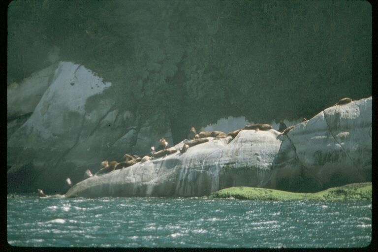 Seals - the beautiful Reloncavi Estuary.JPG